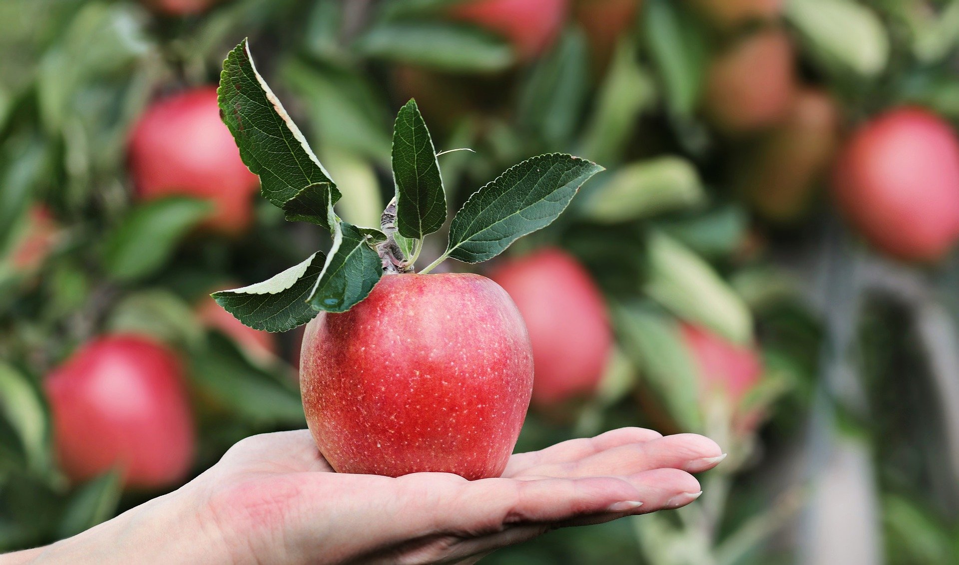 Arbre fruitier (2)