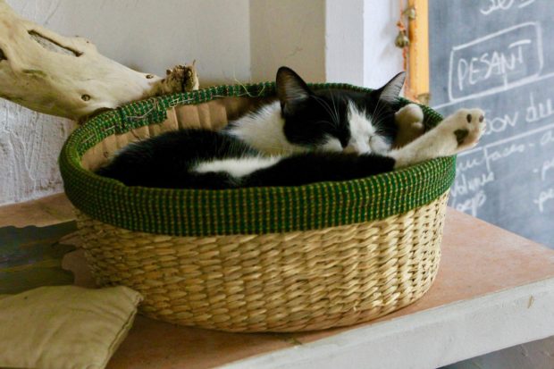 Chat paniers 2