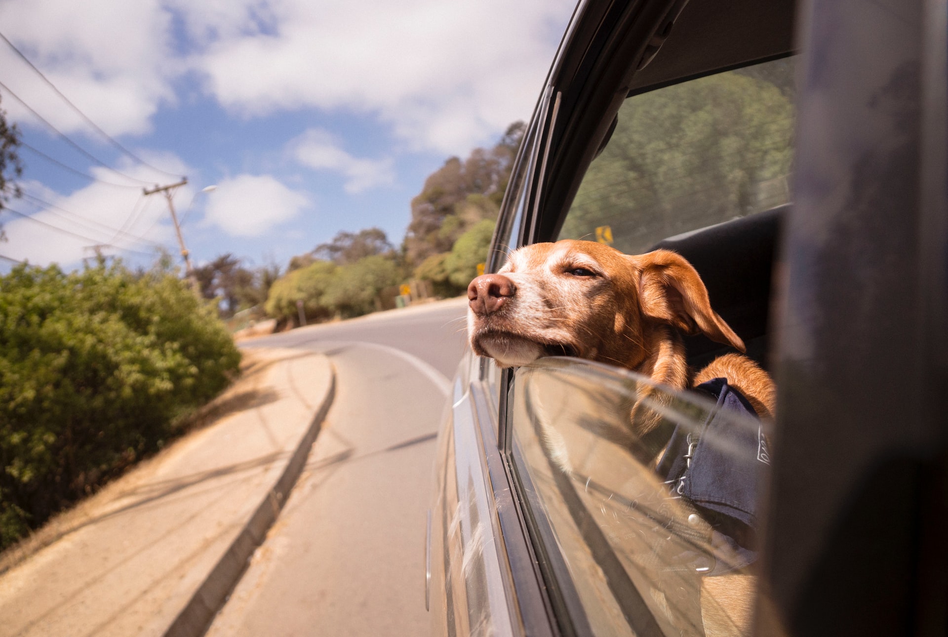 Chien en voiture