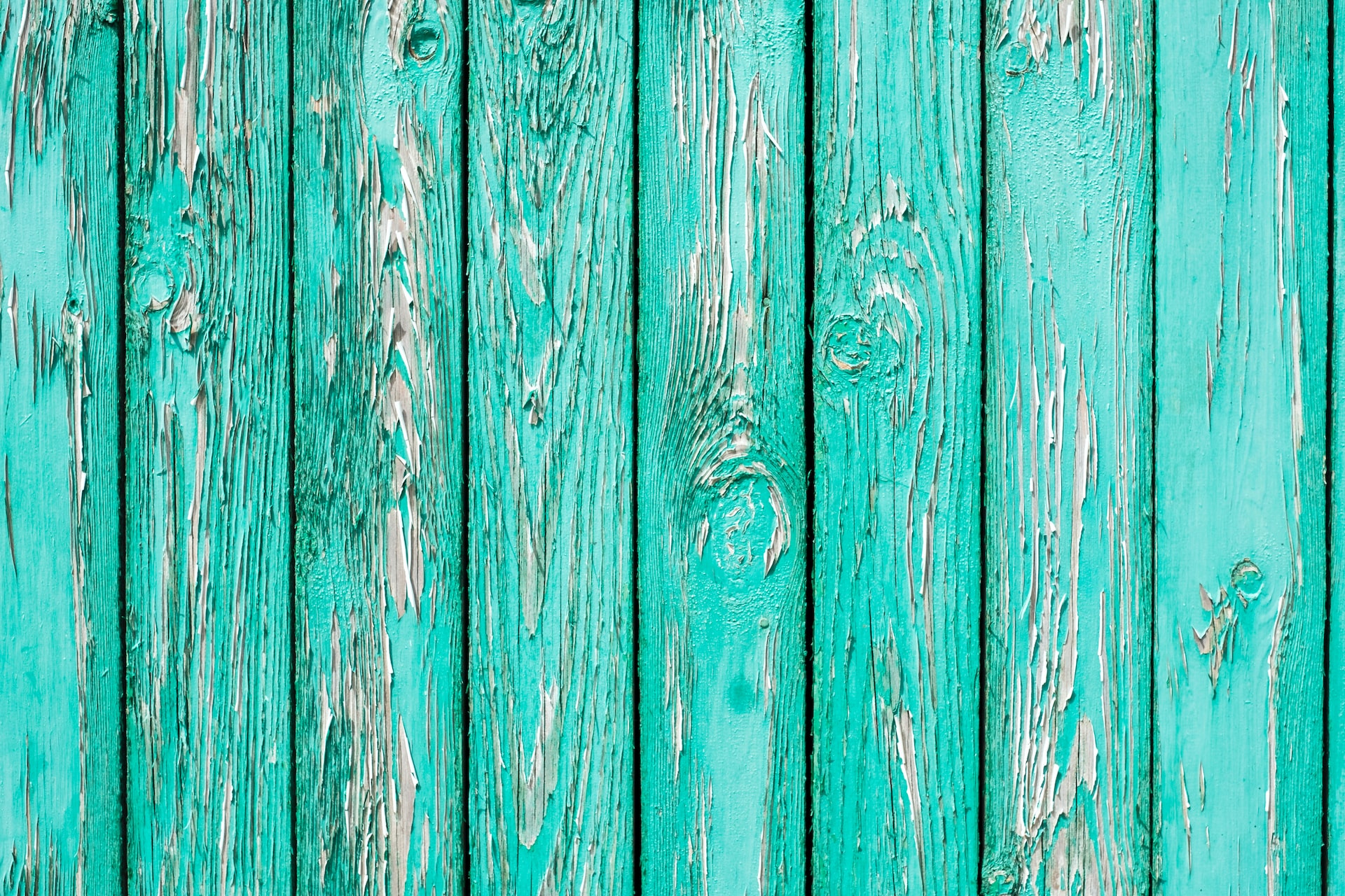 Dégradations bois 2