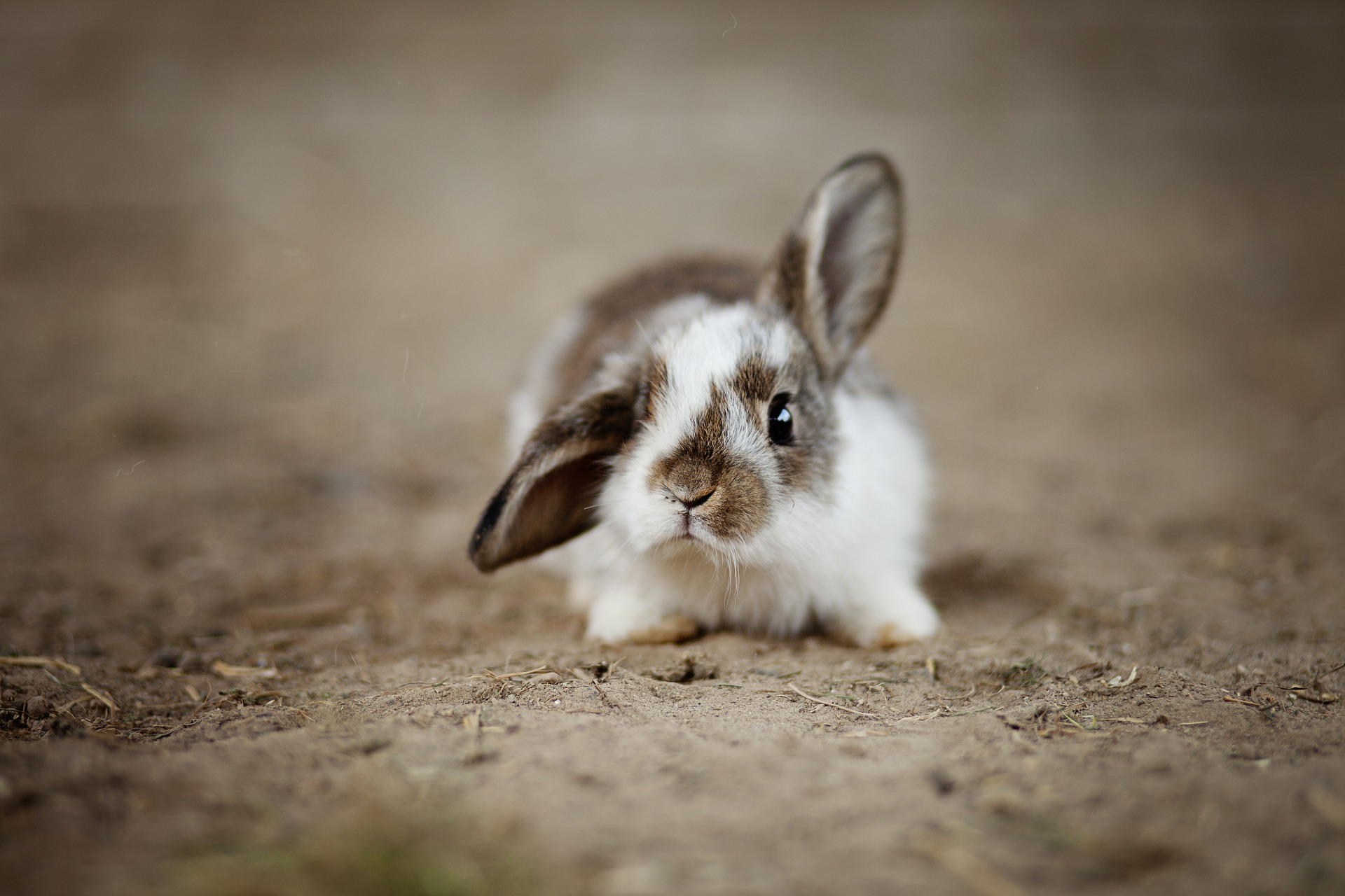 Lapin animaux surprenant