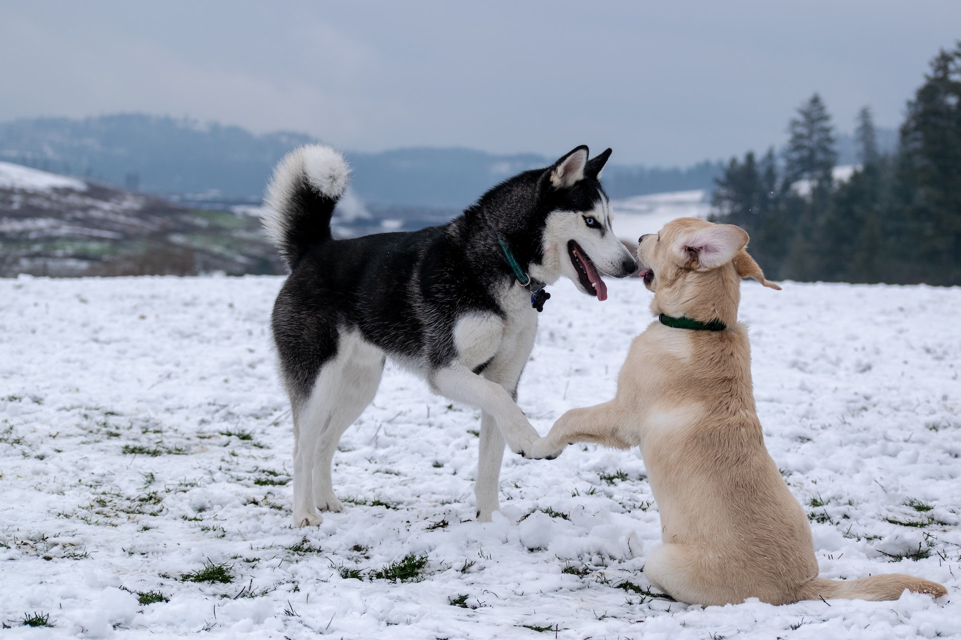 grand chiens petits chiens