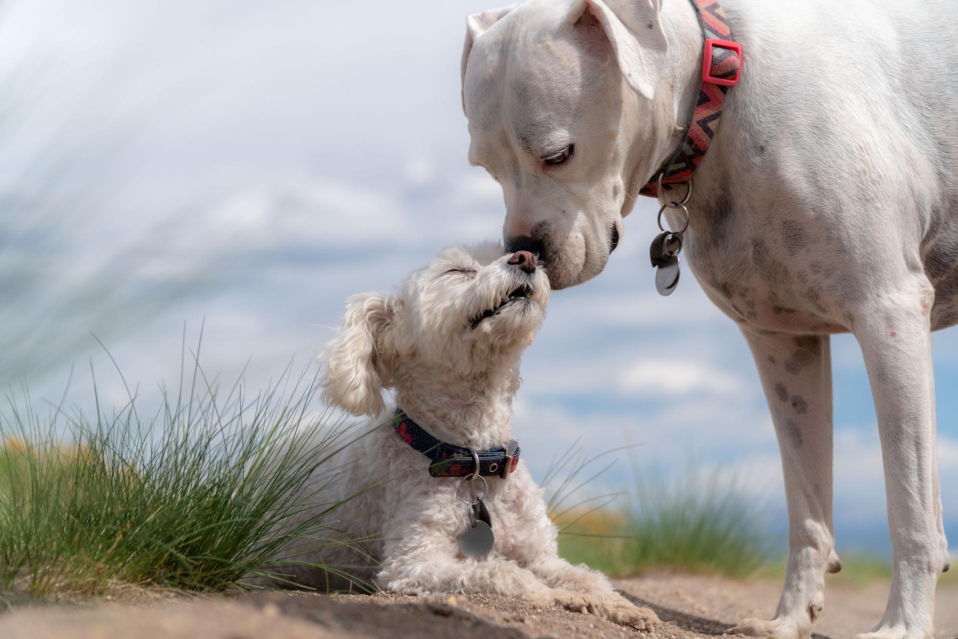 grand chiens petits chiens