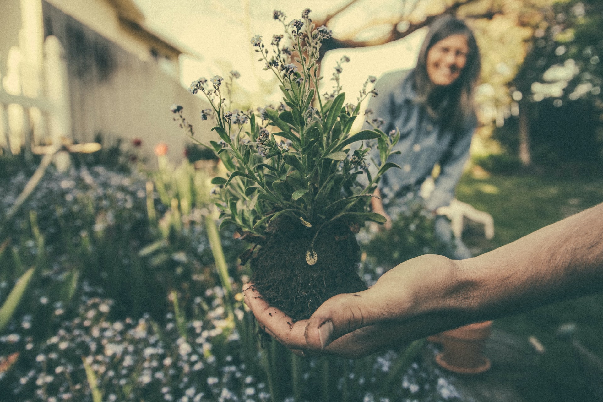 slow gardening (2)