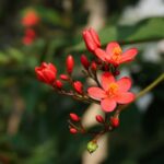 Bégonia 2