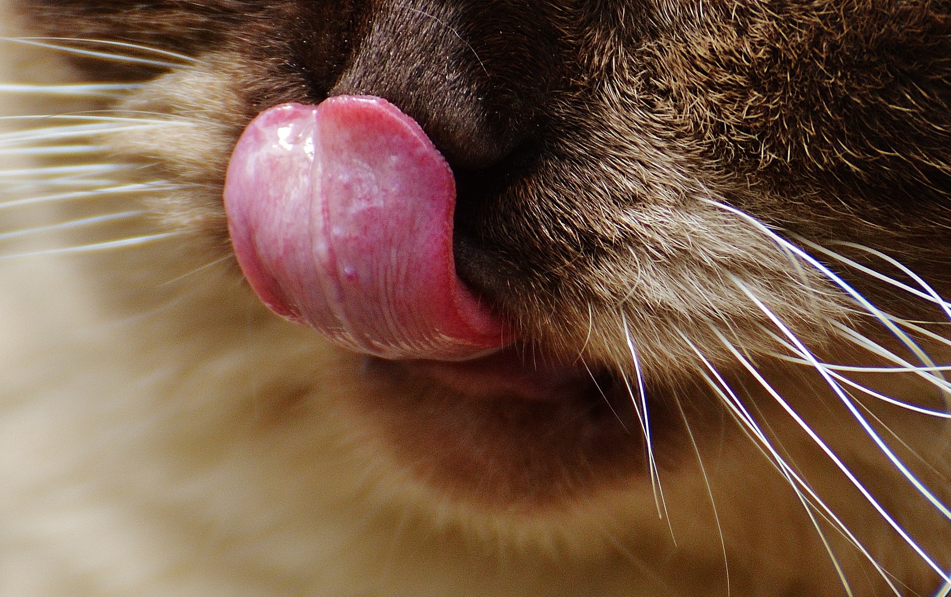 Chat odeur