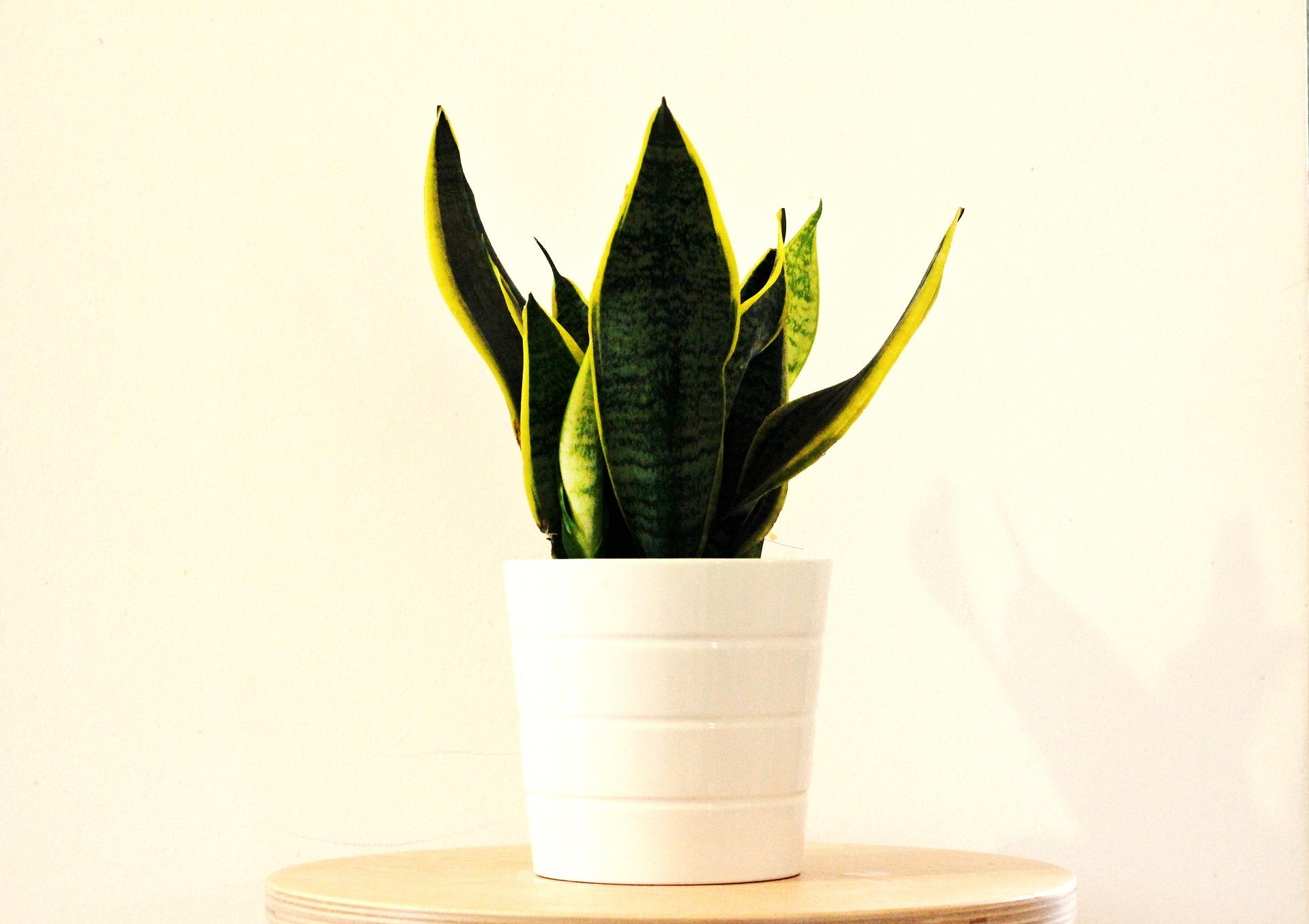 Entretien Sansevieria 2