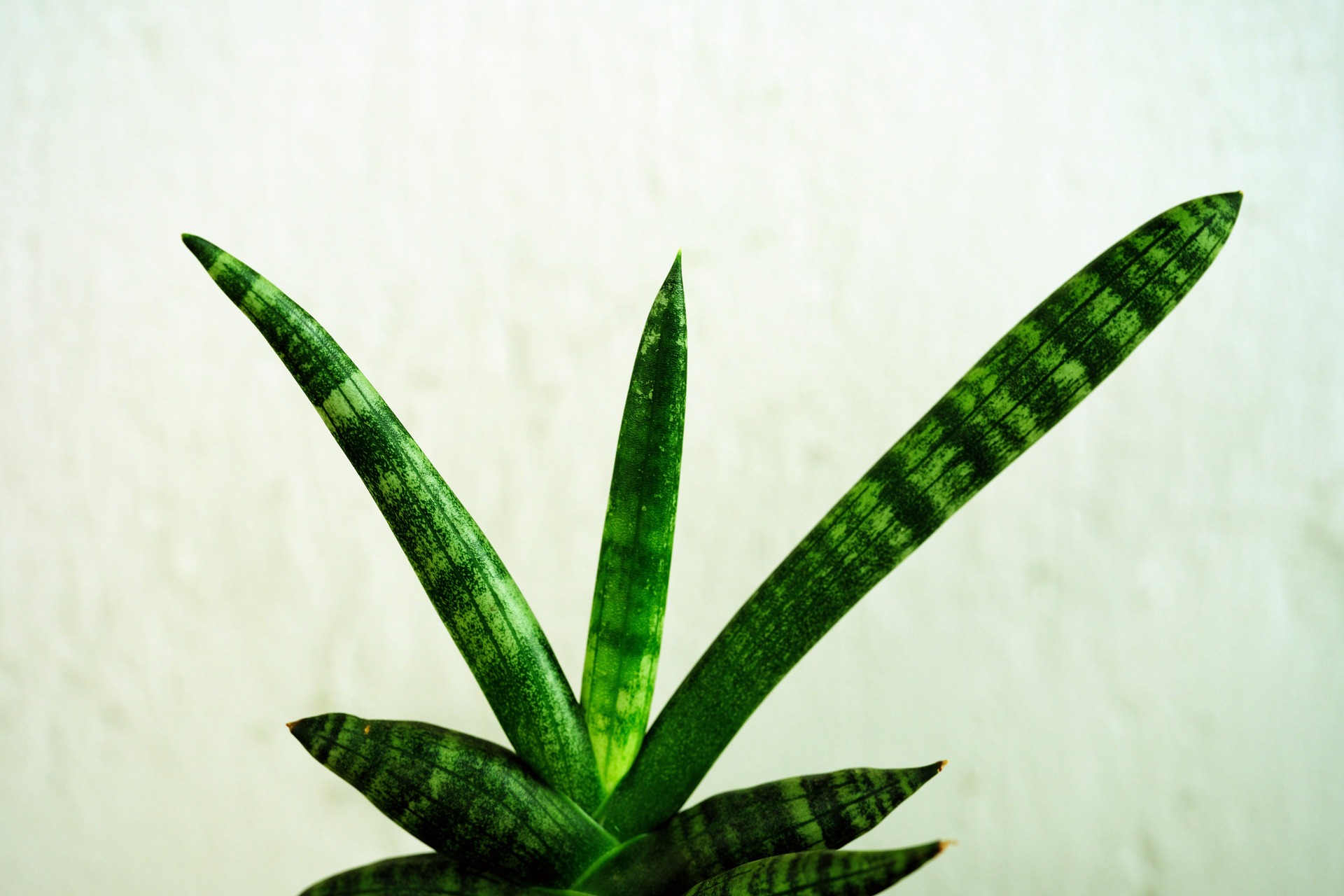 Entretien Sansevieria