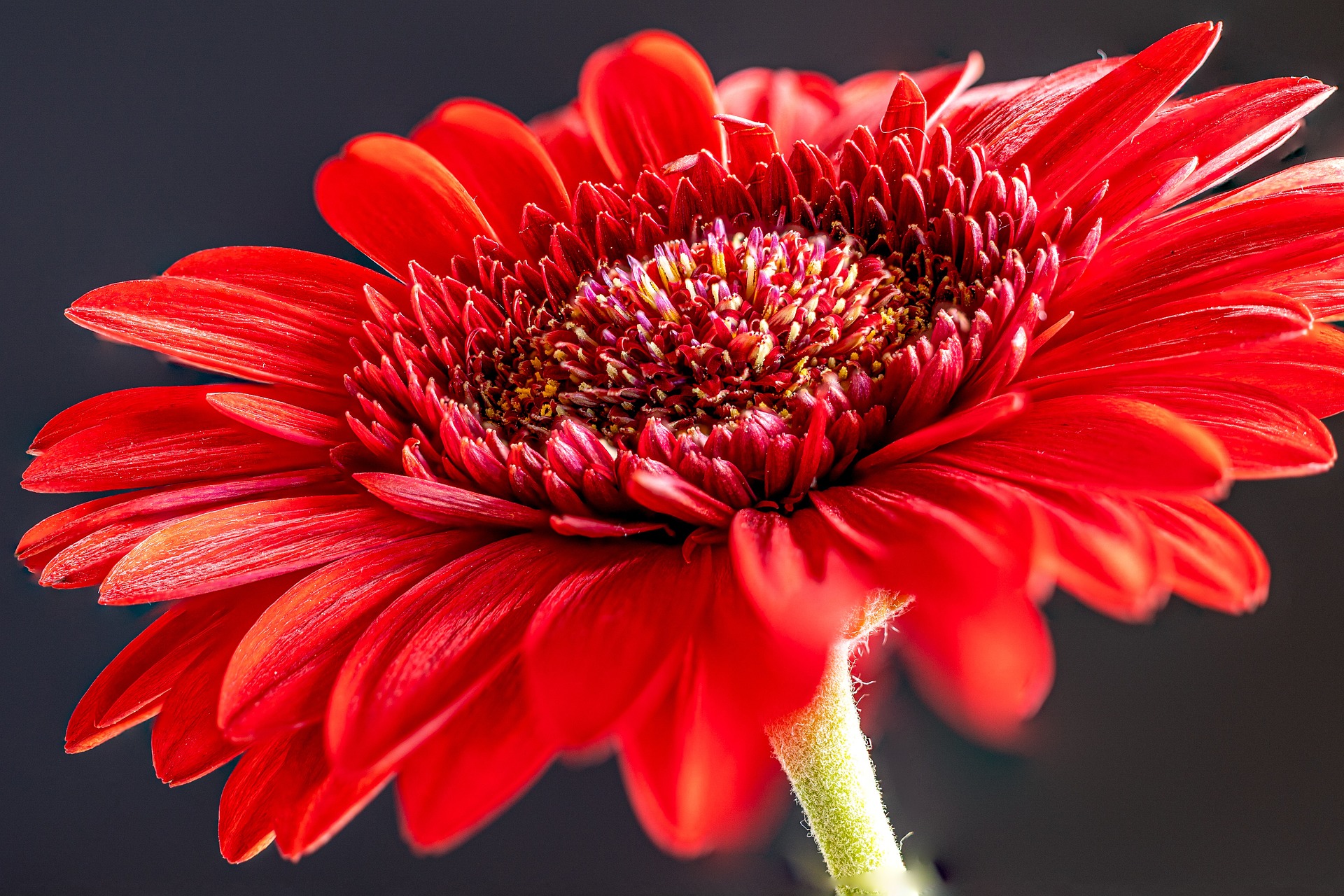 Gerbera2