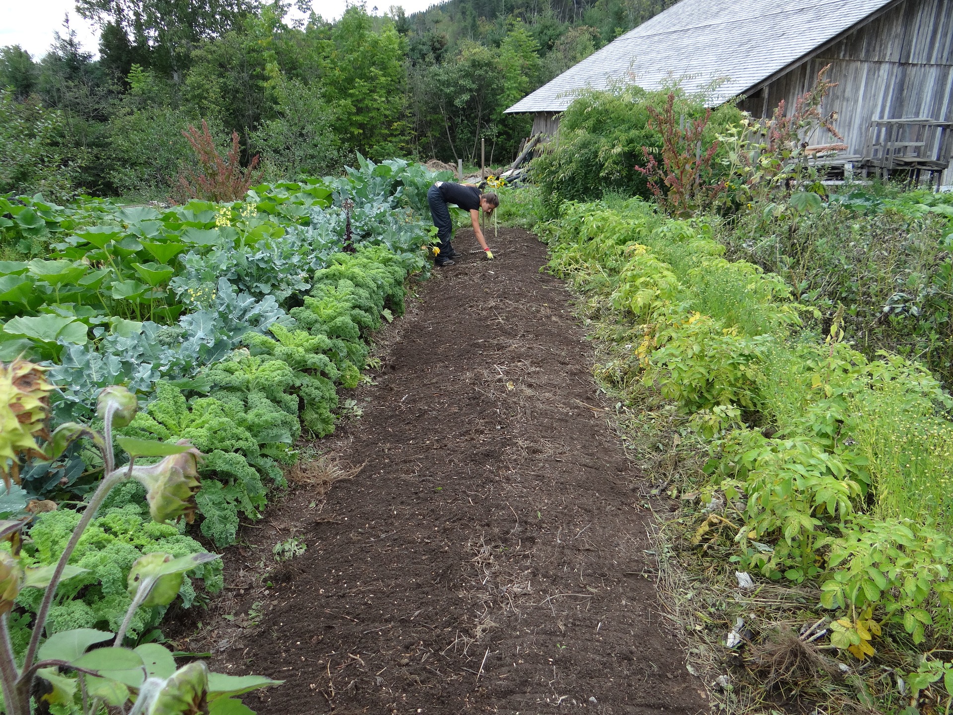 Potager (2)