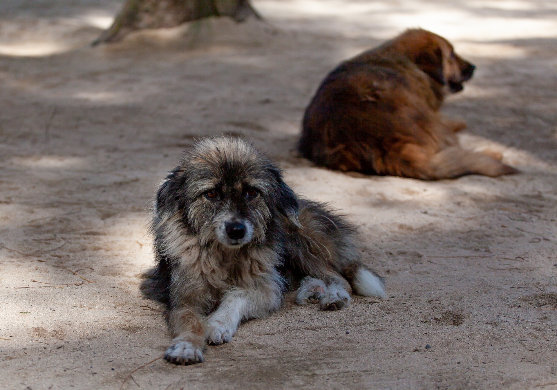 Chien abandonné