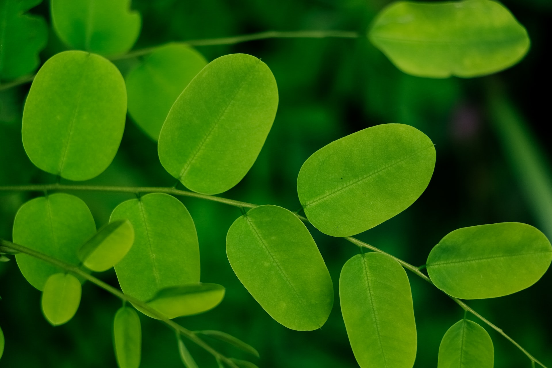 Moringa oleifera 2