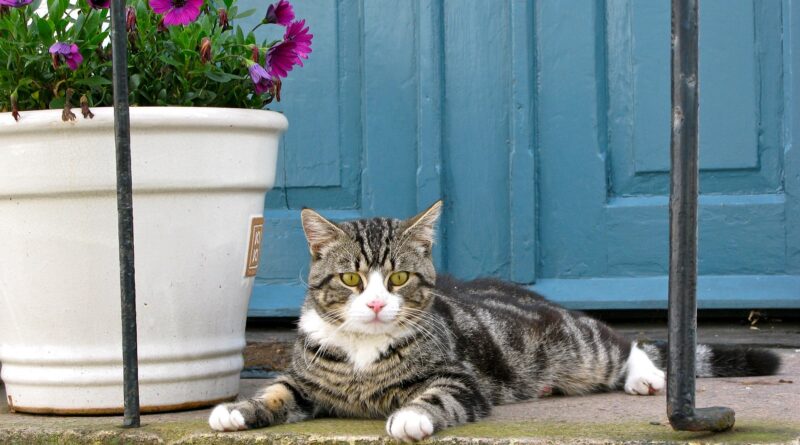 Chat et besoins
