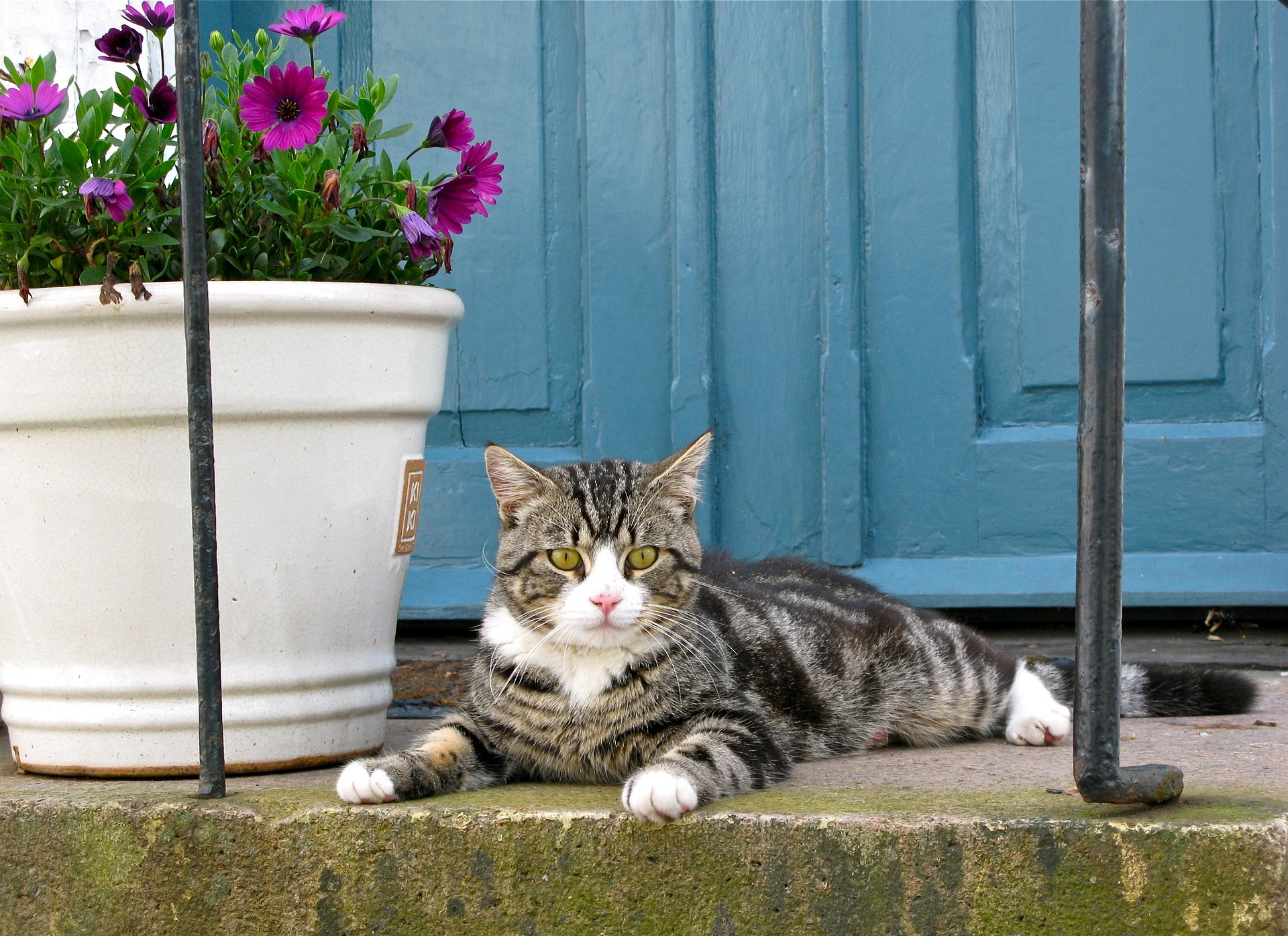 Chat et besoins