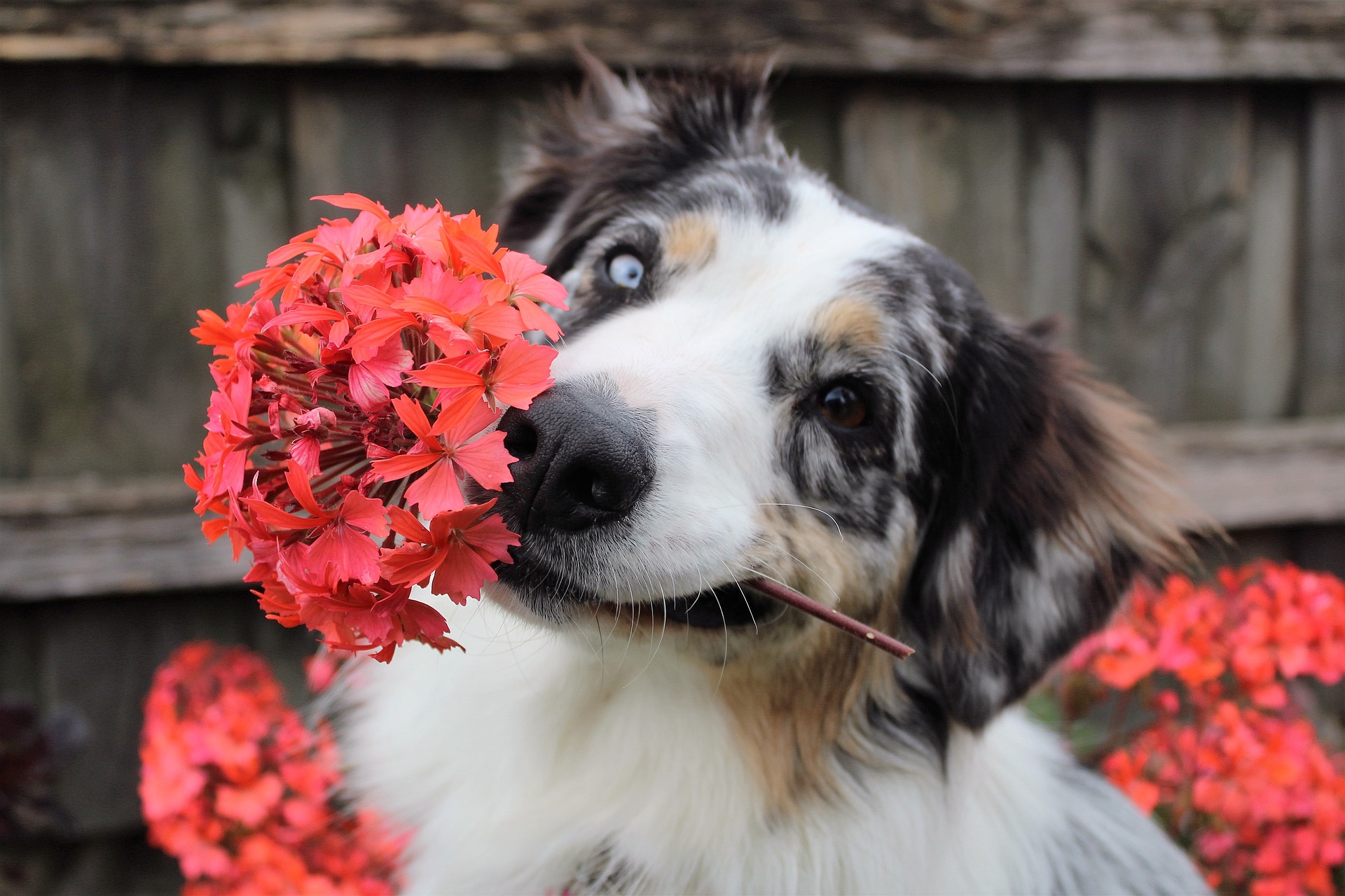 Chien et plantes toxiques