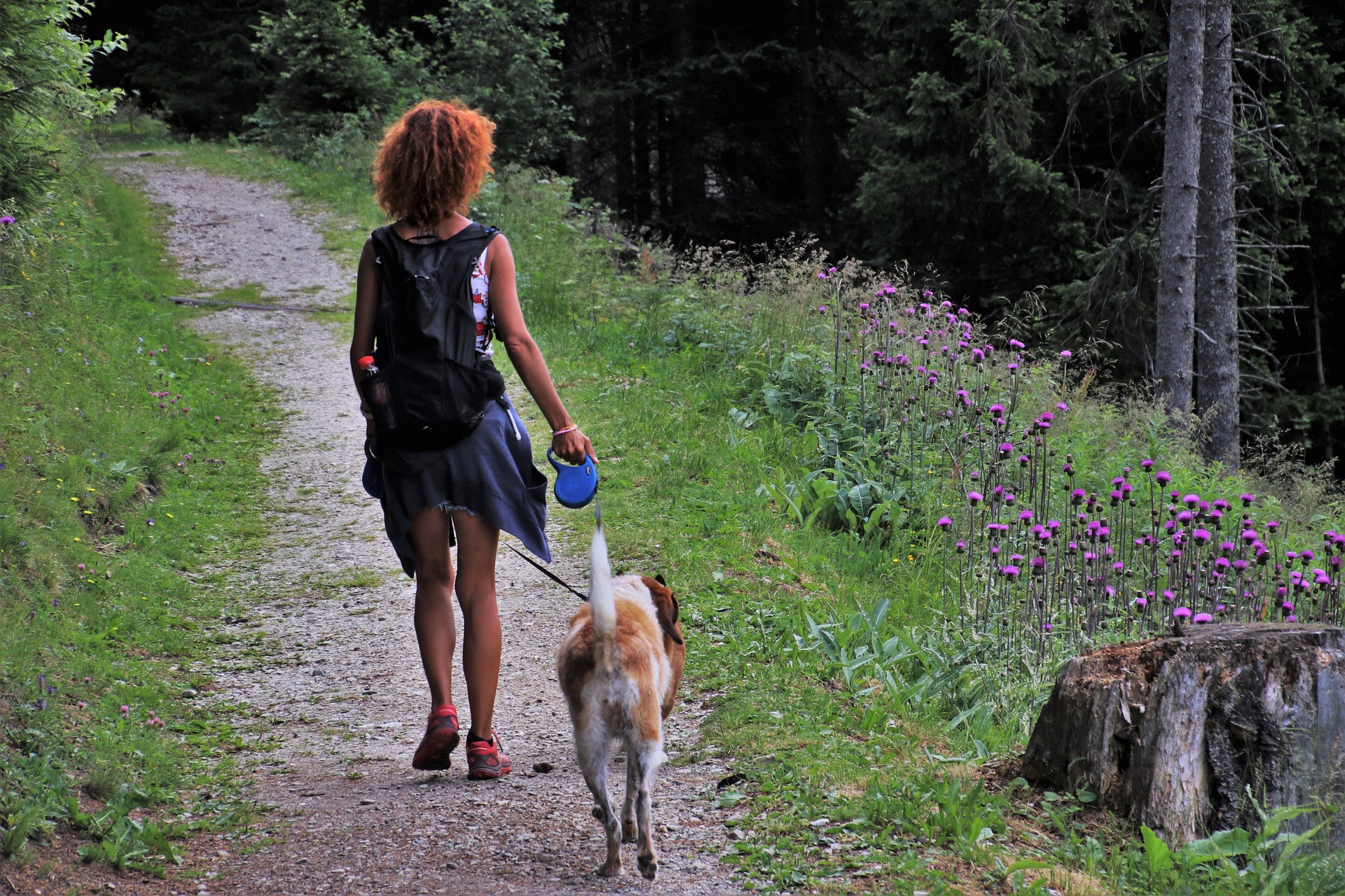 Chien et plantes toxiques